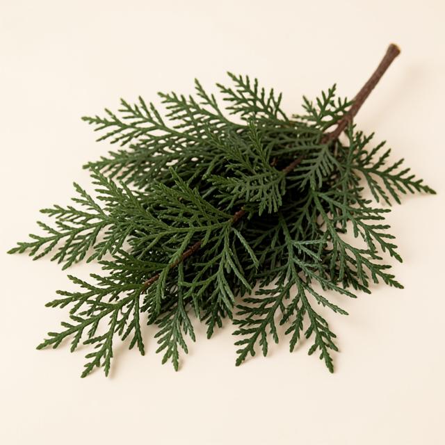 Cedar