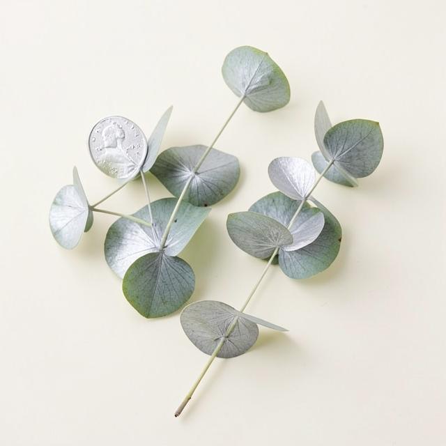 Eucalyptus