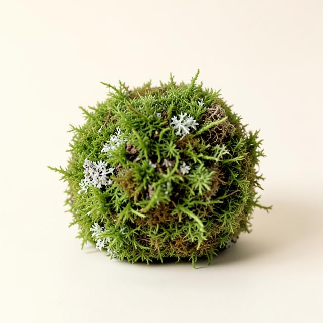 Reindeer Lichen