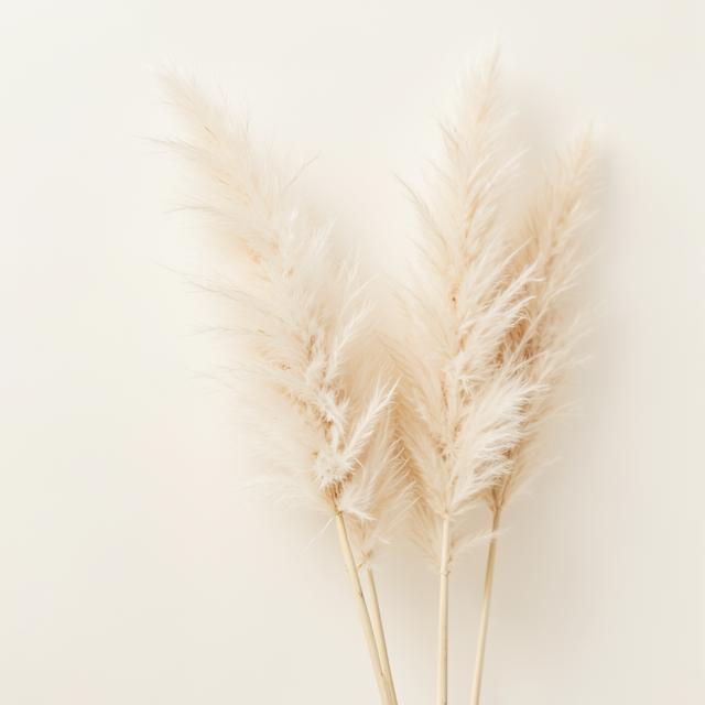 Pampas Grass