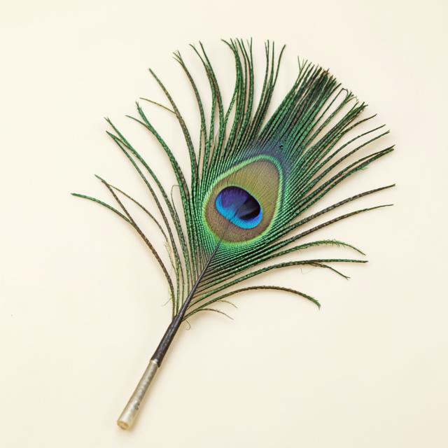 Peacock Plume